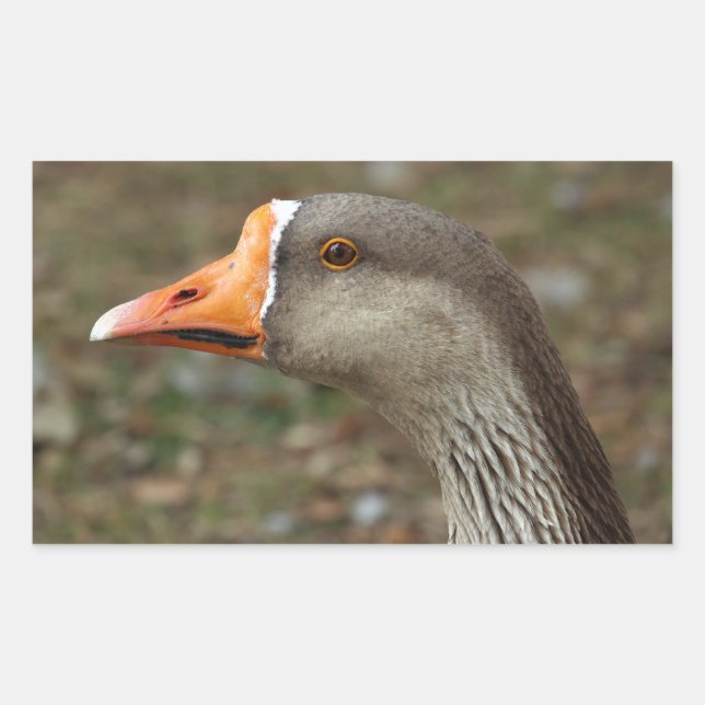 Pegatina Rectangular Greylag Swan Goose Cross (Anverso)