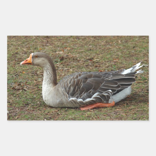 Pegatina Rectangular Greylag Swan Goose Cross (Anverso)