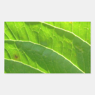 Pegatina Rectangular Grünes Blatt, hübsche Blattrippen