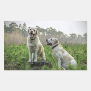 Pegatina Rectangular Grupo Labrador Amarillo