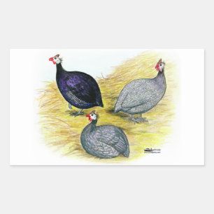 Pegatina Rectangular Guineas púrpura, Coral Blue y Lavendar