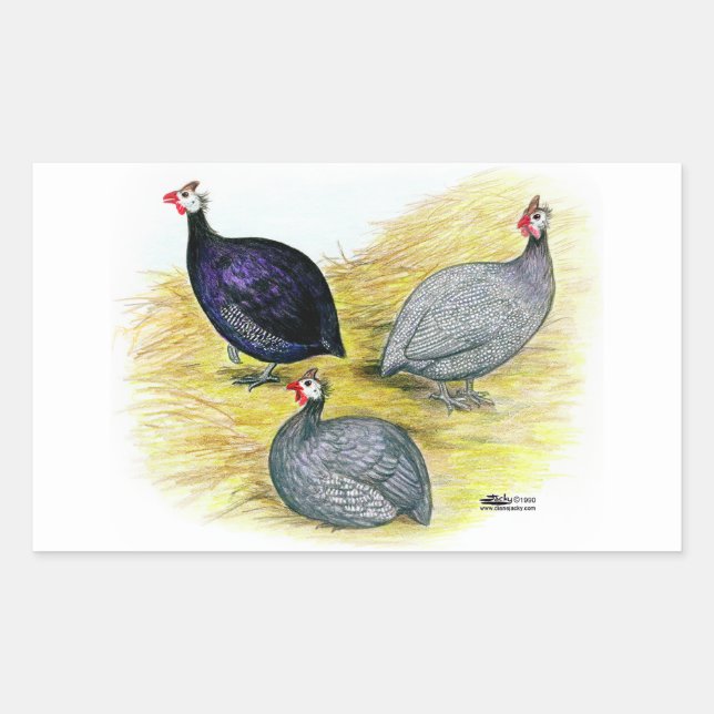Pegatina Rectangular Guineas púrpura, Coral Blue y Lavendar (Anverso)