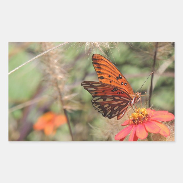 Pegatina Rectangular Gulf Fritillary en Zinnia (Anverso)