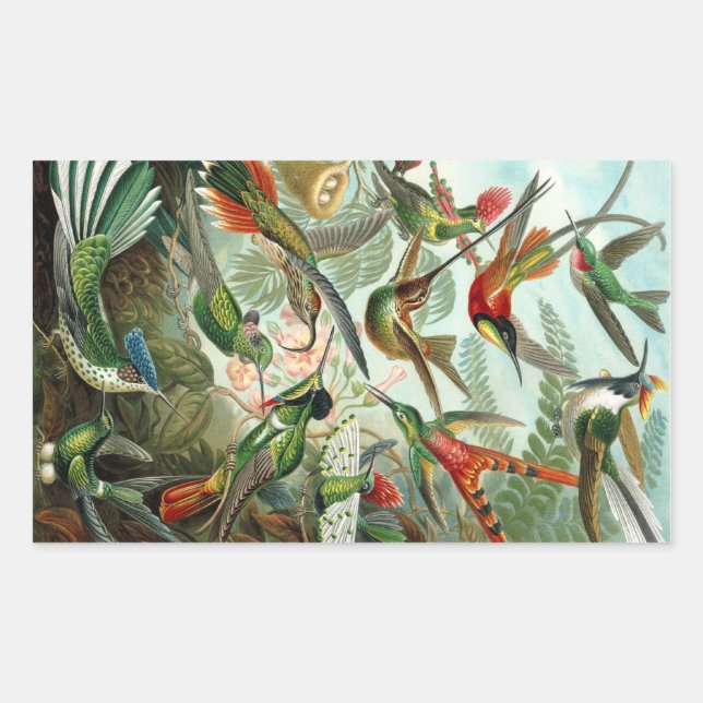 Pegatina Rectangular Haeckel (Anverso)