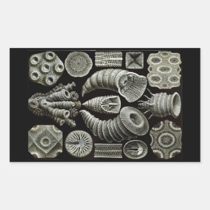 Pegatina Rectangular Haeckel Negativo