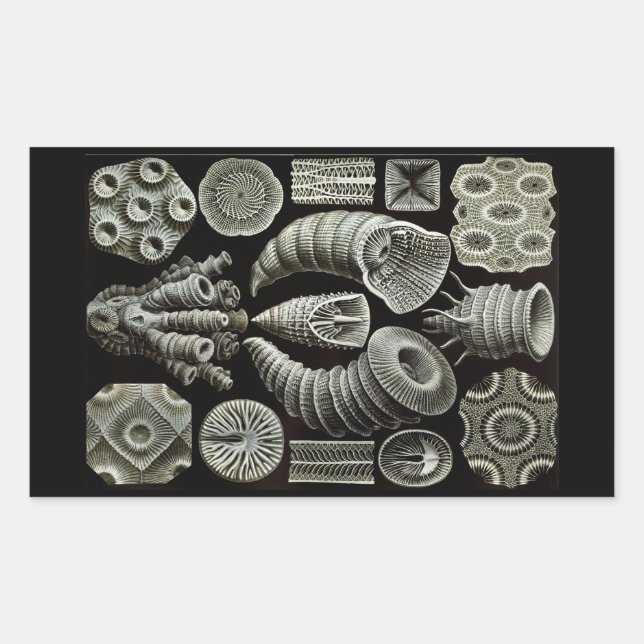 Pegatina Rectangular Haeckel Negativo (Anverso)