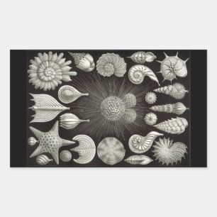 Pegatina Rectangular Haeckel Negativo