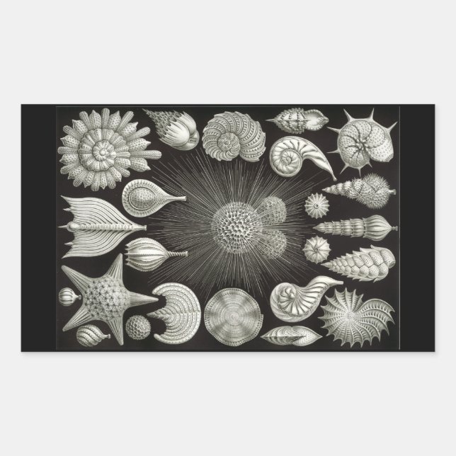 Pegatina Rectangular Haeckel Negativo (Anverso)