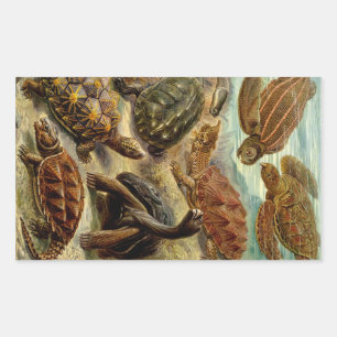 Pegatina Rectangular Heckel Turtles