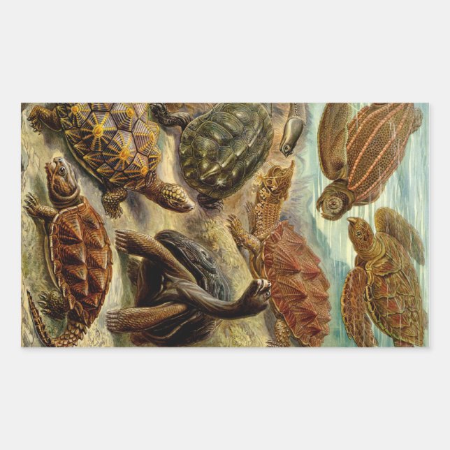 Pegatina Rectangular Heckel Turtles (Anverso)
