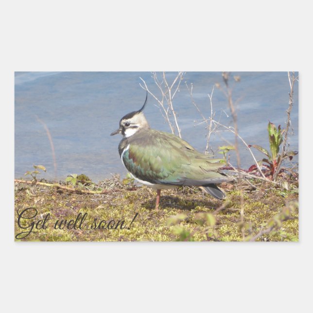 Pegatina Rectangular Hembra de lapidación (Anverso)