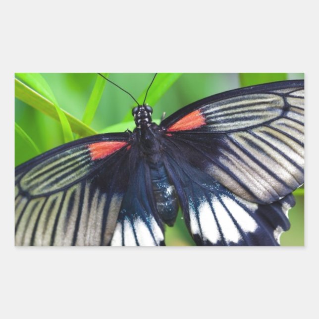 Pegatina Rectangular Hermosa mariposa negra, blanca y roja (Anverso)