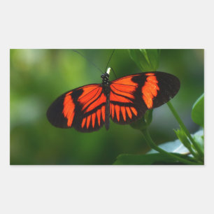 Pegatina Rectangular Hermosa mariposa roja y negra