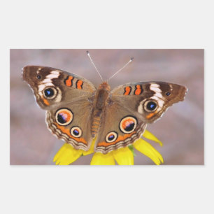 Pegatina Rectangular Hermosa mariposa sobre la flor amarilla