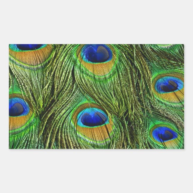 Pegatina Rectangular Hermosas plumas de pavo real (Anverso)