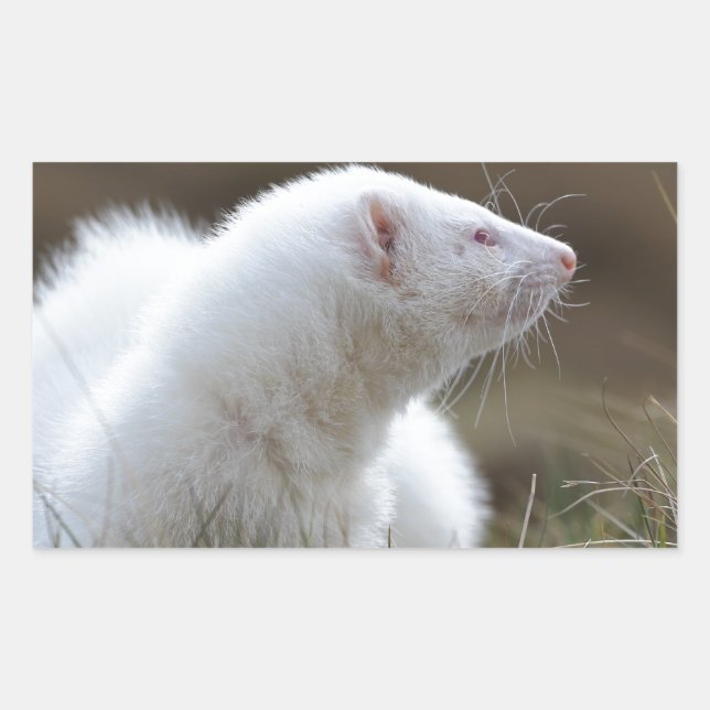 Pegatina Rectangular Hermoso Albino Ferret (Anverso)