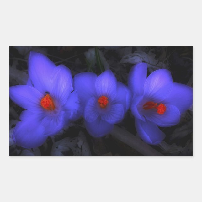 Pegatina Rectangular Hermoso cromo azul morado florece (Anverso)