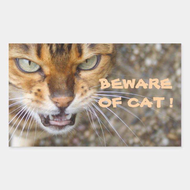 Pegatina Rectangular Hermoso gato bengalí (Anverso)