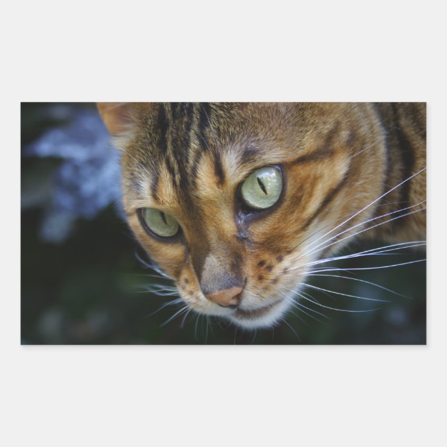 Pegatina Rectangular Hermoso gato bengalí (Anverso)