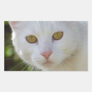Pegatina Rectangular Hermoso gato blanco