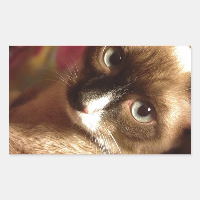 Pegatina Rectangular Hermoso gato marrón (Anverso)