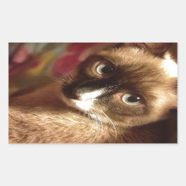 Pegatina Rectangular Hermoso gato marrón