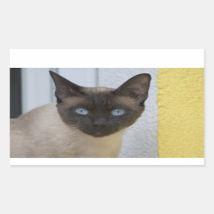 Pegatina Rectangular Hermoso gato siamés de punto de foca