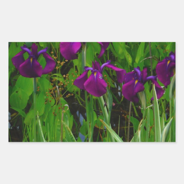 Pegatina Rectangular Hermoso Iris Morado (Anverso)