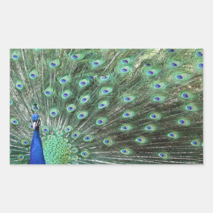 Pegatina Rectangular Hermosos pegatinas Peacock