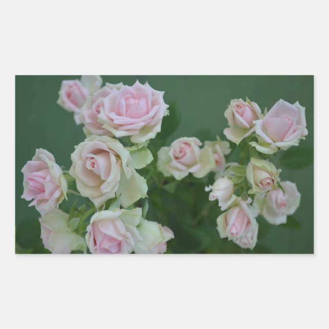 Pegatina Rectangular Hermosos rosas de jardín rosa claro (Anverso)