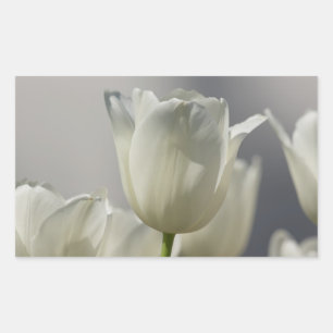 Pegatina Rectangular Hermosos Tulipanes Blancos de Primavera