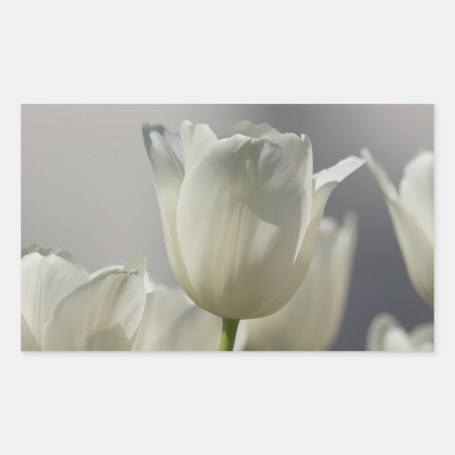 Pegatina Rectangular Hermosos Tulipanes Blancos de Primavera (Anverso)