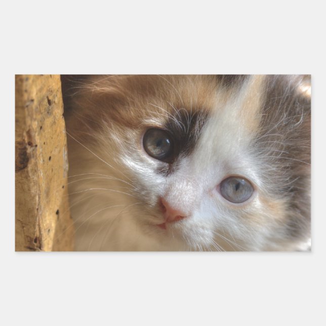 Pegatina Rectangular Heterochromia Calico Kitten (Anverso)