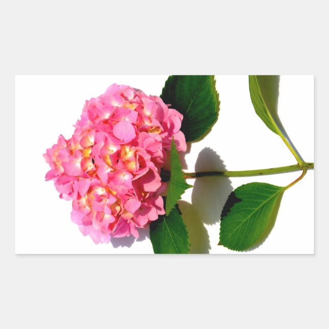 Pegatina Rectangular Hidrangea rosa Flor rosa rosa floral rosa (Anverso)