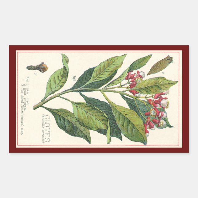 Pegatina Rectangular Hierbas Especias Comida Antigua, Clavos Planta (Anverso)