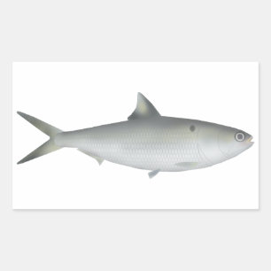 Pegatina Rectangular Hilsa Shad