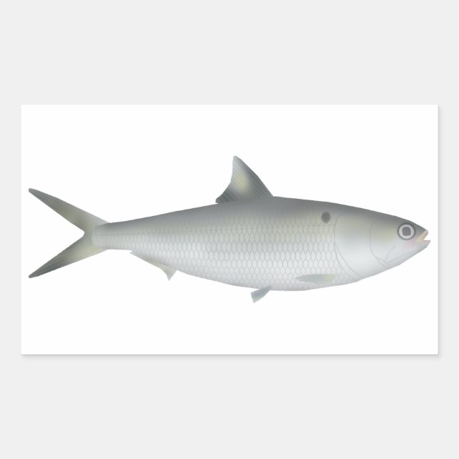 Pegatina Rectangular Hilsa Shad (Anverso)