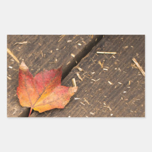 Pegatina Rectangular Hoja de arce única en otoño