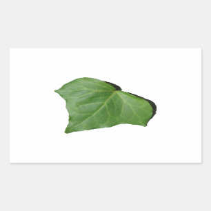 Pegatina Rectangular Hoja de la hiedra