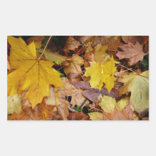 Pegatina Rectangular Hojas de Arce Caídas Amarillas Otoño Naturaleza