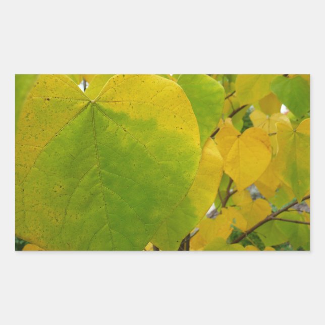 Pegatina Rectangular Hojas de Redbud amarillas y verdes (Anverso)