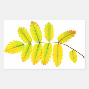 Pegatina Rectangular Hojas otoñales del árbol de rowan