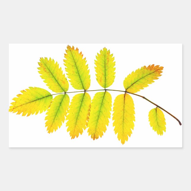 Pegatina Rectangular Hojas otoñales del árbol de rowan (Anverso)