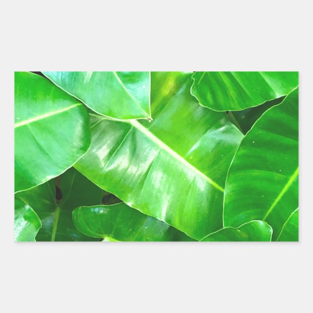 Pegatina Rectangular Hojas verdes de palma tropical follaje selva  (Anverso)