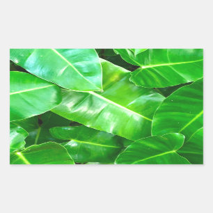 Pegatina Rectangular Hojas verdes Palm Leaf selva tropical selva