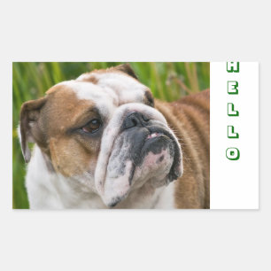 Pegatina Rectangular Hola Stickers de saludo de Bulldog inglés lindo