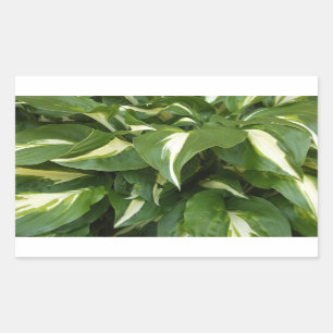 Pegatina Rectangular Hosta deja