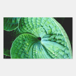Pegatina Rectangular Hosta Heart