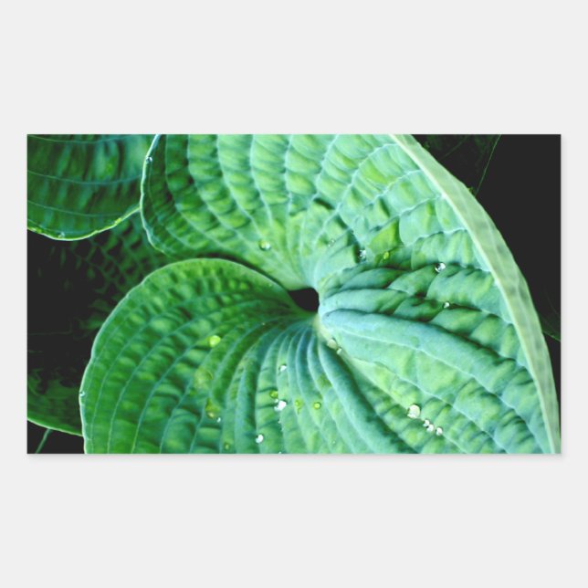 Pegatina Rectangular Hosta Heart (Anverso)