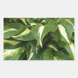 Pegatina Rectangular Hosta Leaves
